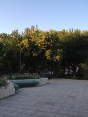 Elaeagnus angustifolia