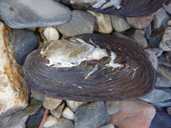 Hyridella drapeta