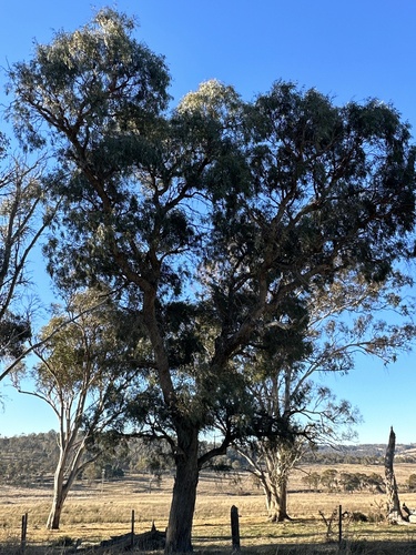 narrow-leaved black peppermint (Eucalyptus nicholii)