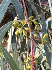 Eucalyptus nicholii, photograph (c) prossington, some rights reserved (CC BY)
