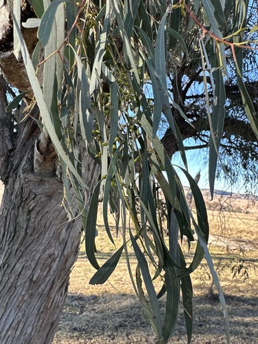 Eucalyptus nicholii, photograph 3