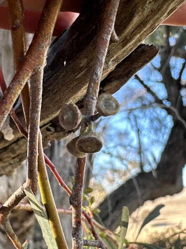 Eucalyptus nicholii, photograph 4