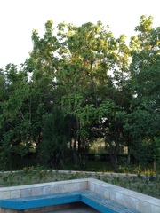 Catalpa