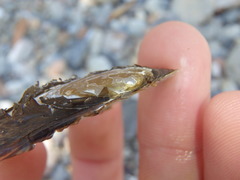 Hyridella drapeta