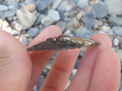 Hyridella drapeta