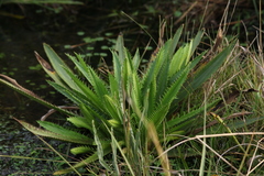 Eryngium floribundum