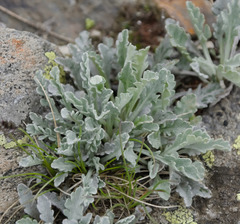 Jacobaea insubrica