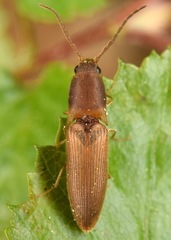 Dolerosomus silaceus