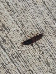 Platydracus castaneus