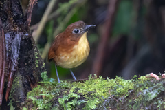 Grallaria flavotincta