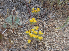 Eriophyllum pringlei