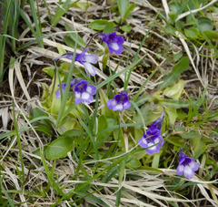 Pinguicula leptoceras
