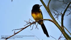 Icterus prosthemelas