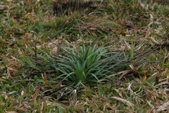 Eryngium horridum