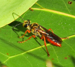 Sphex jamaicensis