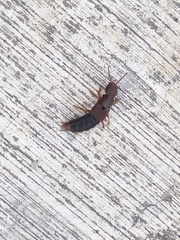 Platydracus castaneus