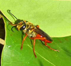 Sphex jamaicensis