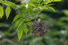 Atlapetes leucopterus