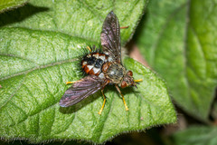 Epalpus