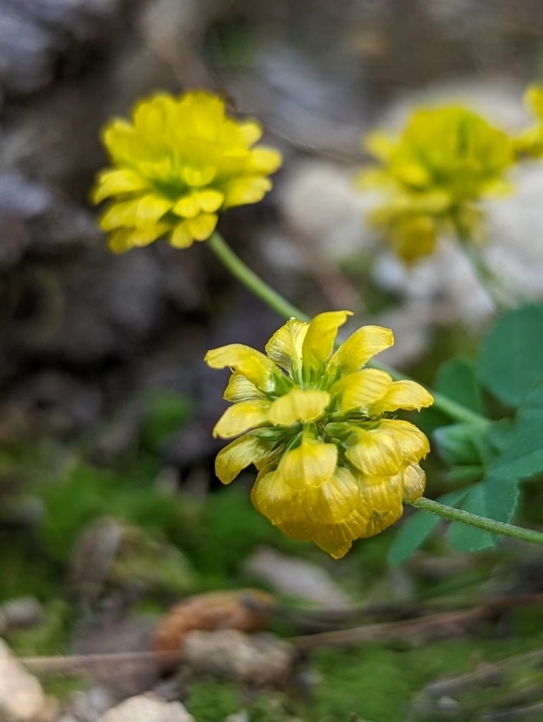 Trifolium brutium
