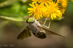 Esenbeckia