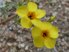 Leptosiphon chrysanthus