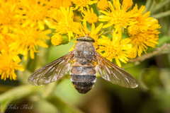 Esenbeckia