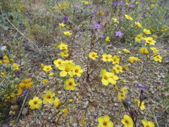 Leptosiphon chrysanthus