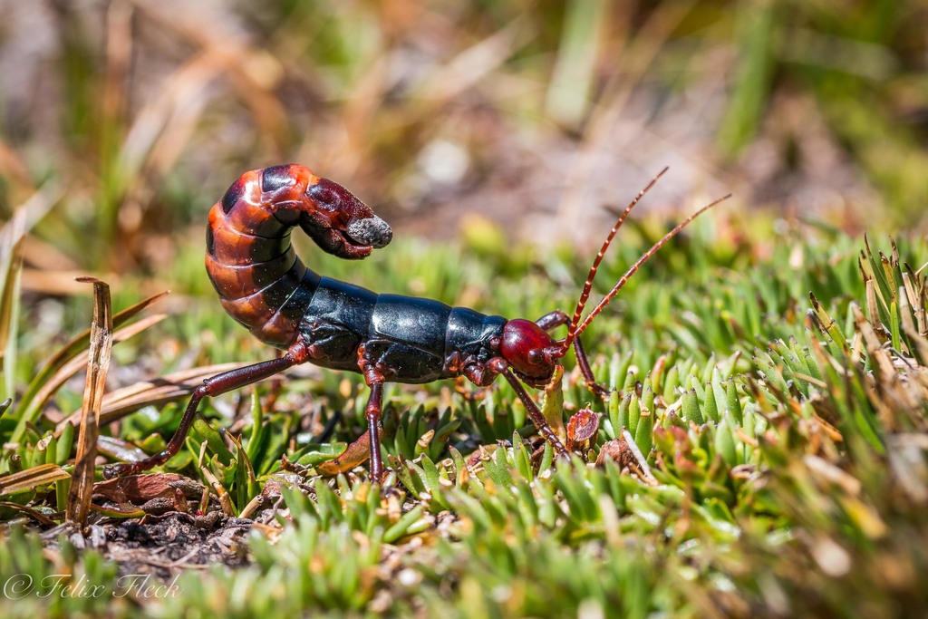 Andean Stick Insect