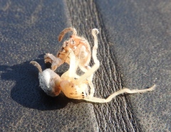 Curicaberis culiacan