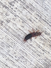 Platydracus castaneus