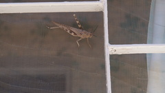 Anacridium aegyptium