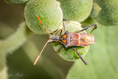 Leptoglossus zonatus