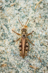 Baeacris punctulata