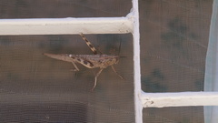 Anacridium aegyptium