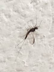 Ephemeroptera