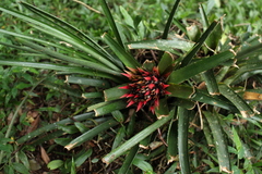 Aechmea recurvata