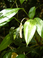 Stenospermation spruceanum