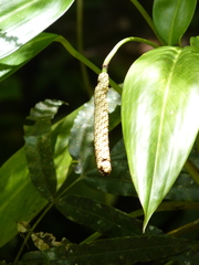 Stenospermation spruceanum