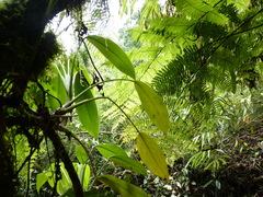 Stenospermation spruceanum