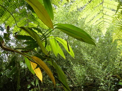 Stenospermation spruceanum