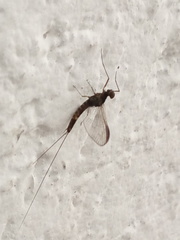 Ephemeroptera
