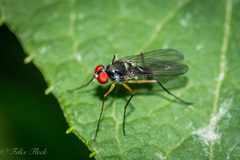 Tanypezidae