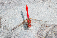 Sympetrum gilvum