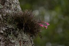 Tillandsia tenuifolia