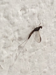 Ephemeroptera