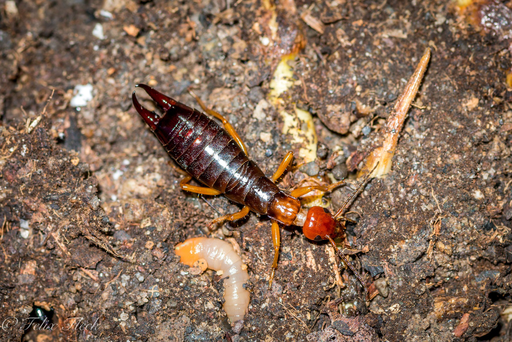 Metadermaptera