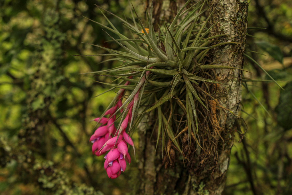 Clavel del aire