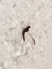 Ephemeroptera