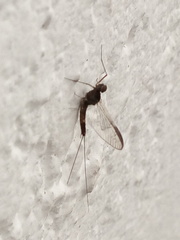 Ephemeroptera